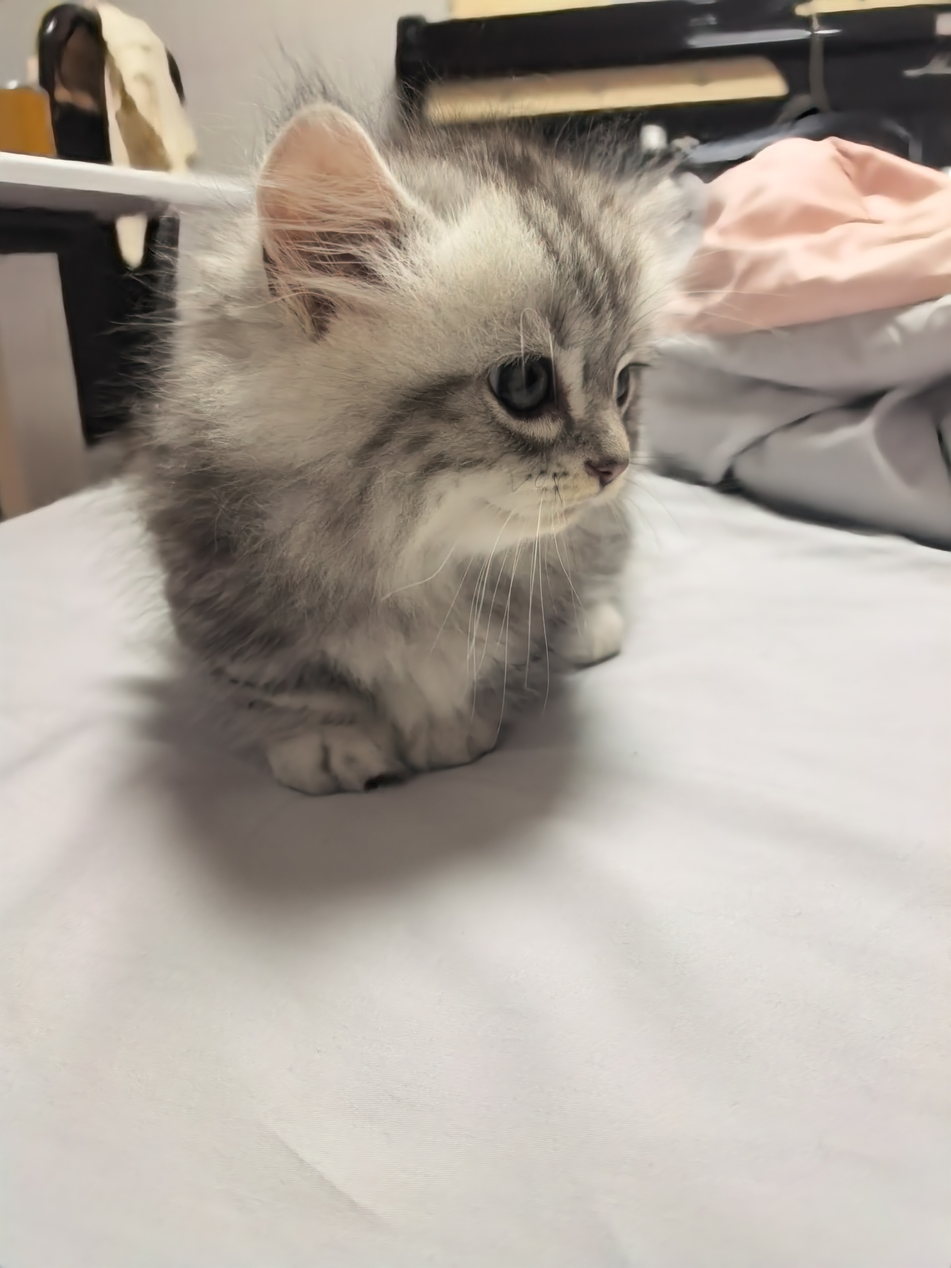 矮脚米努特长毛猫